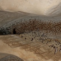 Bats in the cave